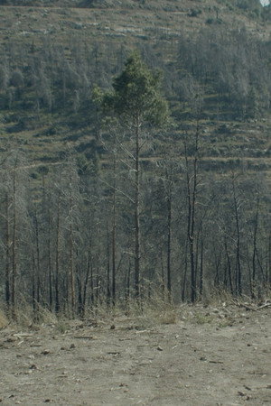Pines 14