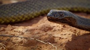 Deadly Australians Deserts