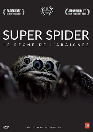 Image Super Spider