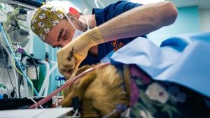 24/7 Pet Hospital Episode 4