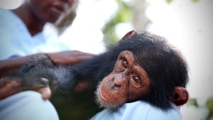 Baby Chimp Rescue Miracles Can Happen