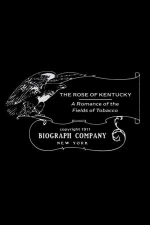 Image The Rose of Kentucky