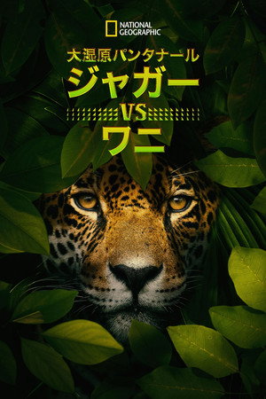 Jaguar vs. Krokodille