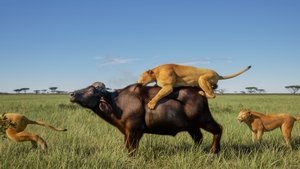 Predator v Prey 1×1 – Lion