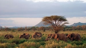 Nature's Epic Journeys Elephants