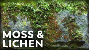 Moss & Lichen: Which One Is Actually a Plant? still