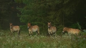 Chernobyl: Life in the Dead Zone