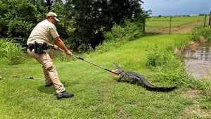 Lone Star Law Gator Bait