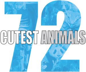 72 Cutest Animals