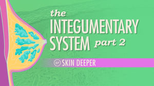 Crash Course Anatomy & Physiology The Integumentary System, Part 2 - Skin Deeper