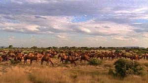 Camels Down Under