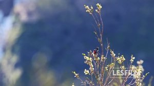 watch Kamchatka Bears. Life Begins 2018 online free