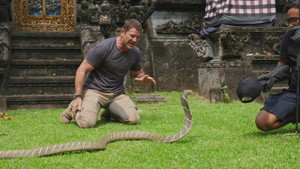 Slow Loris And King Cobras still