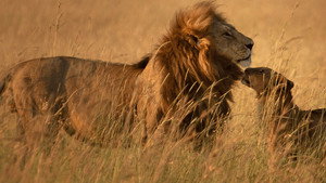 Leão: A Alcateia Marsh de Masai Mara