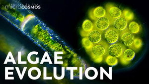How Did Multicellularity Evolve? still