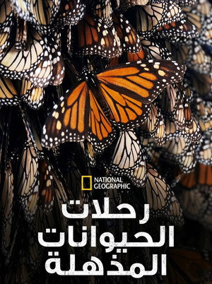 رحلات الحيوانات المذهلة