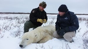 Arctic Vets Polar Bear Heli-Rescue