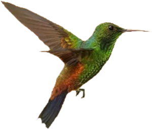 O Colibri — Logos 5