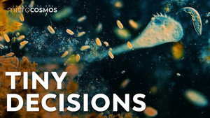 How Do Microbes Make Decisions? still