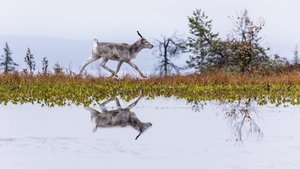 A Reindeer’s Journey