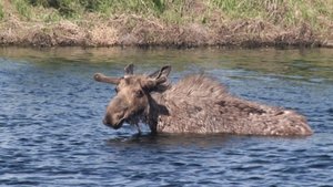 Yellowstone Wardens The Big Bully