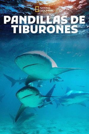 Shark Gangs 11