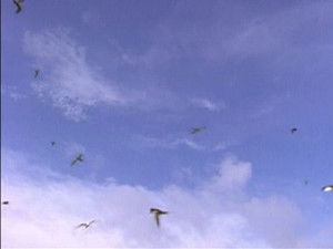 The Life of Birds: 1×1