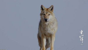 Return to the Wolves 10th Anniversary Special Season 1 : Episode 9 