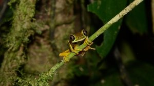 Nature Fabulous Frogs