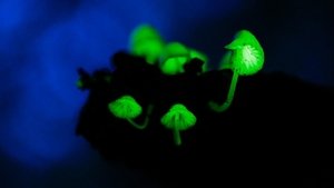 Journeys in Japan: 12×11