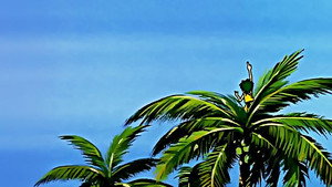 Dream of Atlantis | StreamHub