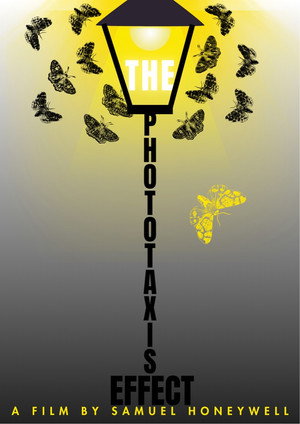 The Phototaxis Effect