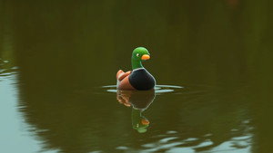 DUCKS