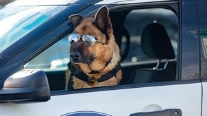 Cats & Dogs 3: Paws Unite 2020