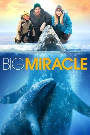 Download Big Miracle (2012) Dual Audio {Hindi-English} BluRay 480p [480MB] | 720p [1GB] | 1080p [2GB]