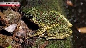 Journeys in Japan: 14×17