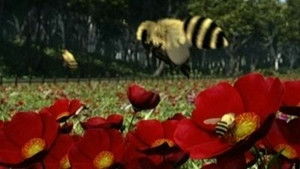 Thomas, die kleine Lokomotive: 13×19