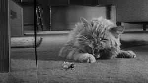 El increíble hombre menguante (1957)