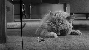 El increíble hombre menguante (1957)