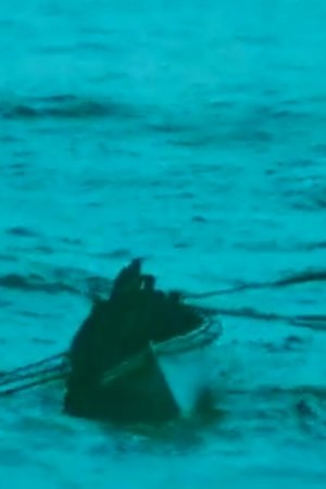 Nonton film Vernietiging Britse schepen (1916) terbaru sub indo Nonton film Vernietiging Britse schepen (1916) terbaru sub indo