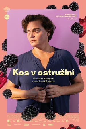 Poster Kos v ostružiní 2023