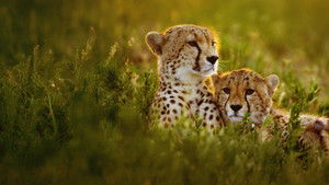 Chitas de Perto com Bertie Gregory