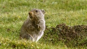 O Ano Selvagem da África: 1×4