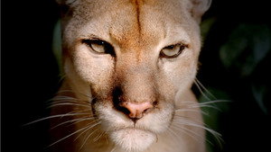 Big Cats: 1×1