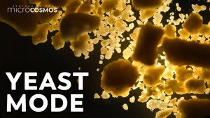 The Microbe You Eat All The Time still