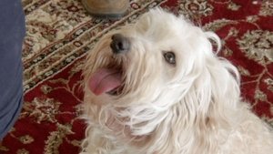 Making Dogs Happy (Part 2)