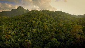 The Forgotten Forests of Malaysia