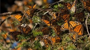 Mexique, les gardiens de la forêt