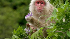 Nature: Season 32 Episode 10