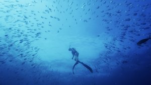 Australia's Ocean Odyssey: A journey down the East Australian Current The Sub-Tropical Zone